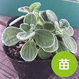 アロマティカス 【苗】 ９ ｃｍ ポット ＜当店は 苗 種 鉢 培養土 ニーム の専門店＞