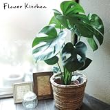 モンステラ ＋ 丸バナナカゴ 【茶色】高さ50センチ～60センチ (monsu)