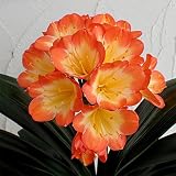 クンシラン：アリサ6号鉢植え[先紅光咲君子蘭] ノーブランド品