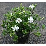 コクチナシ 5号ポット