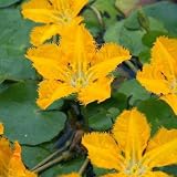 (ビオトープ/水辺植物) アサザ 夕日(1ポット) 本州・四国限定[生体]