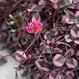 クローバー：ティントロゼ2.5号ポット 5株セット ノーブランド品