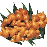 国華園　種ショウガ　大特価大ショウガ　20kg【※発送が国華園からの場合のみ正規品です】