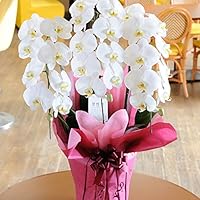 Amazon Co Jp 売れ筋ランキング 胡蝶蘭 の中で最も人気のある商品です