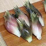 【紫桜館山の花屋】晩生ミョウガ 素掘り苗5株 山菜苗/秋茗荷