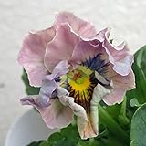 パンジー：エディブルムーランフリルスイートピータイプミックス3.5号ポット 3株セット ノーブランド品