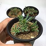 多肉植物：ユーフォルビア　峨眉山(がびざん)*