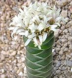 Crassula columnaris - Buddha temple - 50 seeds