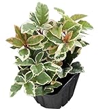 (山野草/盆栽)十両 斑入りヤブコウジ(藪柑子) 3号(1ポット) 本州・四国限定[生体]