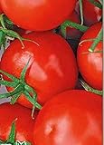 赤いトマト種子Gardemariny有機栽培された酸洗Heriloom NON-GMO