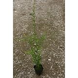 プリペット 3.5号ポット