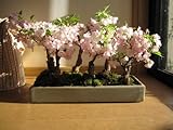 桜盆栽　盆栽桜　さくら　ラッキー7　桜並木盆栽　　春に綺麗なお花見ができる桜盆栽　お祝いの贈り物に