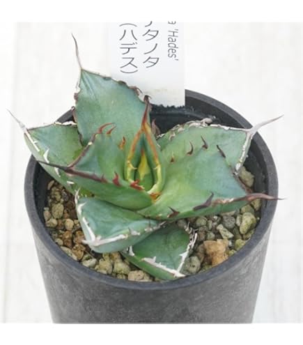 Amazon｜アガベ・チタノタ「豆豆龍（トトロ）」 3.5号鉢｜観葉植物