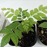 カレーリーフ(カレーの木 カリーパッタ カルビンチャ ハーブ 9cmポット)