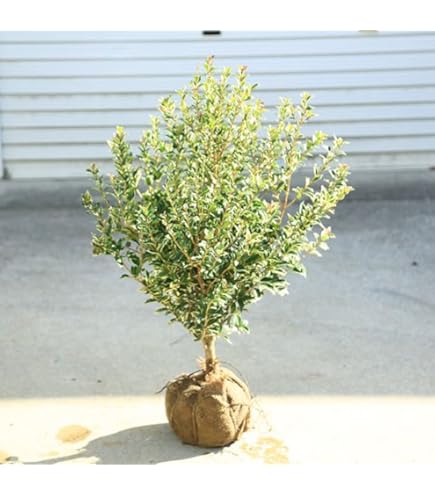 Amazon.co.jp: シマヒイラギ鉢植え 斑入り柊鉢植え 柊鉢植え縞柊 : DIY
