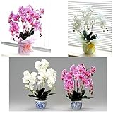 光触媒 胡蝶蘭 ３本立て イエロー 生活用品 インテリア 雑貨 花 その他の花 top1-ds-1690560-ah [簡素パッケージ品]