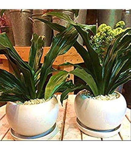 Amazon｜おもと5号サイズ 鉢入り万年青 縁起物オモト 観葉植物