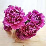 ほんまもん屋 芍薬 シャクヤク しゃくやく ピンク系 10本