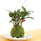 縁起のいい植物として知られるヤブコウジを苔玉に【ヤブコウジ（十両）と斑入り竜のひげ苔玉・楕円白粉引器セット】 (敷石の色（白）)