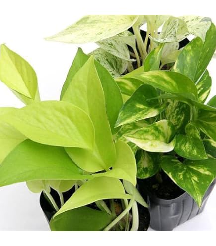 ⭐ポトス⭐リゾートポトス⭐サービスカット5本⭐発根済み 41OiPEg7reL._AC_UF350,