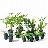 オンリーワン　目的で選ぶ　植栽セット　和（なごみ）下草　マンリョウ　和の景色　SZ6-SET01