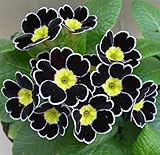 宿根草 覆輪咲き プリムラ ハイブリット ビクトリアーナ・レース ブラック　１株 冬咲き 鉢植え 庭植えガーデニング 寄せ植え等に