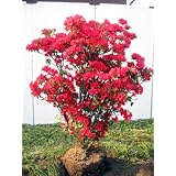 久留米ツツジ(クルメツツジ) 筑紫紅（チクシベニ）樹高0.6m前後(根鉢含まず) ポットか根巻き 庭木 植木 常緑樹 常緑低木