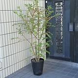 庭木：錦木（ニシキギ）　鉢植え　　桃色の圧倒的な紅葉！ 　全高：約130-140ｃｍ
