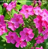 Verbena flower flowers potted plants flower seeds Yi seed sowing seasons indoor balcony meaty 10 see