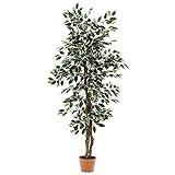 不二貿易 観葉植物 フィカス B 高さ160cm グリーン 52663