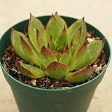 アガボイデス・プリドニス・グリーンフォーム 7.5cmポット エケベリア Echeveria Agavoides-Pulidonis(Green Form) 福岡県産 多肉植物 多肉 観葉植物 インテ