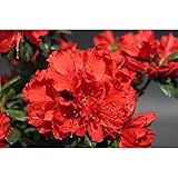 久留米ツツジ：太陽5号ポット5株セット[クルメツツジ・赤花一重咲き] ノーブランド品