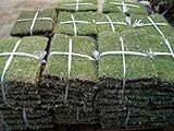 高麗芝 (コウライシバ) 20束 芝生 グランドカバー ポピュラーな日本芝