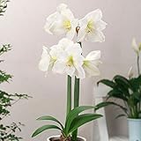 巨大輪一重咲アマリリス：シベリア1球[春植え球根] ノーブランド品