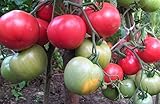 ピンククリムゾントマト種子Ozharovskiy Malinovyyウクライナ家宝NON-GMO