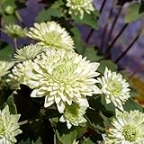 バイカカラマツ[梅花カラマツ]：八重緑花3号ポット 2株セット ノーブランド品