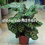 オリジナルパック30種子/パック、多年生ミモザPudica種子、盆栽バシュフル草の種子、敏感な植物