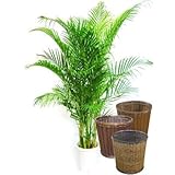 アレカヤシ 10号サイズ 【バスケット(鉢カバー) 付き】 バスケット02