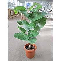 フィカス ウンベラータ 141cm 8号 S-shaped bigup(観葉植物fan) on X: 
