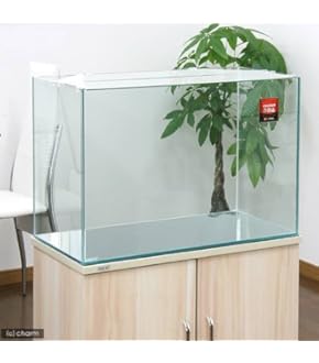 引き取り限定　ADA 60cm水槽とGEX 木製水槽台セット Amazon | ジェックス GEX アクアラック ウッド 幅60×奥行き30cm