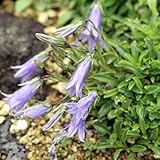 細葉チシマギキョウ