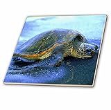 フローレン動物 – Hawaiian Sea Turtle – タイル 4" ct_80273_1