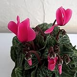 ガーデンシクラメン：スーパーベラノ　ネオンピンク3号ポット 5株セット ノーブランド品