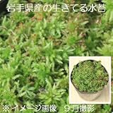 苔:生水苔 15cmポット入り