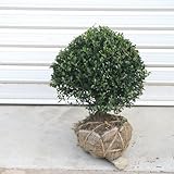 庭木:キンメツゲ(玉作り) W:約30-40cm