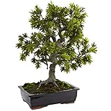 Nearly Natural 4849 Giant Podocarpus with Mossed Bonsai Planter [並行輸入品]