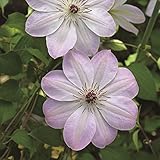 【クレマチス】【5号大株】クレマチス「ドーン」