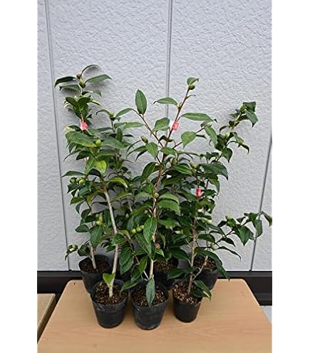 Amazon.co.jp: ツバキ玉の浦椿苗 椿苗挿し木椿2年物 1本 : DIY・工具