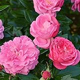 バラ苗 オーキッドロマンス 国産大苗6号スリット鉢 フロリバンダ(FL) 四季咲き中輪 ピンク系 アンティークタッチのバラ