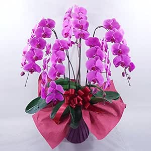 Amazon 胡蝶蘭ビズ 胡蝶蘭5本立 ピンク A P 52 P 造花 オンライン通販